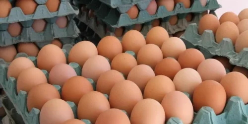 Gripe aviária no RS: Estoque de ovos pode aumentar e preços podem cair