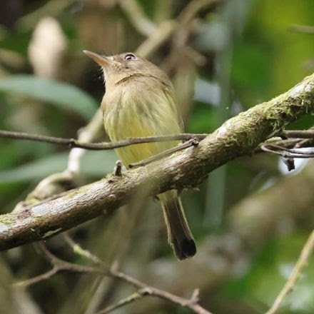 Joinville desponta como destino promissor para o turismo de observação de aves Joinville desponta como destino promissor para o turismo de observação de aves