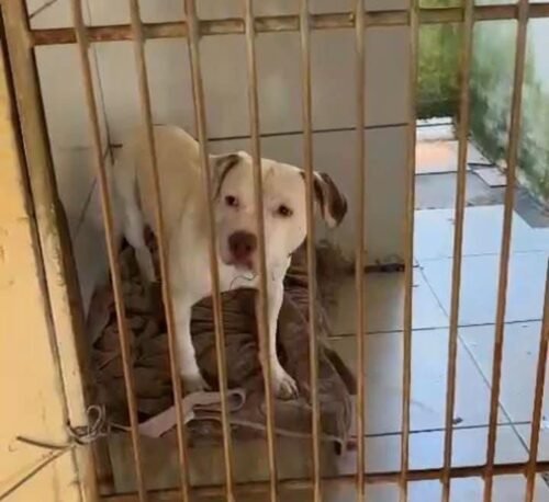 Voluntária da Propet fala sobre condições do Canil Municipal de Osório em entrevista à Jovem Pan