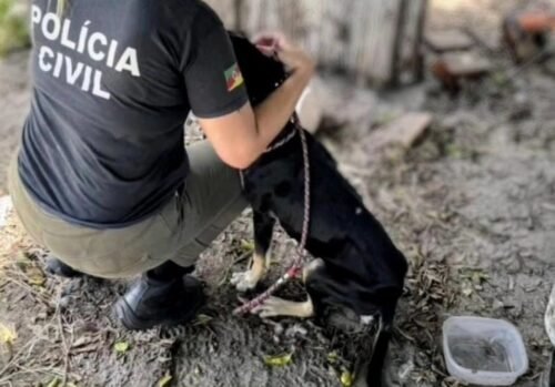 Polícia Civil fiscaliza locais de maus-tratos contra animais em Osório