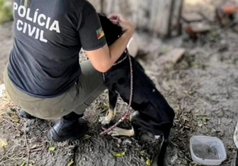 Animais 230625