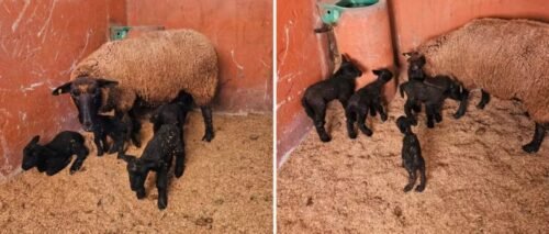 Cordeiros quadrigêmeos nascem em fazenda de Xangri-Lá