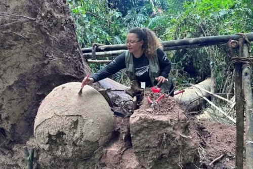 Queda de árvore revela urnas funerárias indígenas na Amazônia