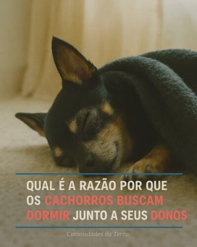 Qual é a Razão por que os Cachorros buscam Dormir Junto a seus Donos