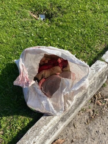 Saco com partes de ovelha é deixado em rua do bairro Glória, em Osório