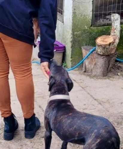 Polícia Civil fiscaliza locais de maus tratos contra animais domésticos em Osório