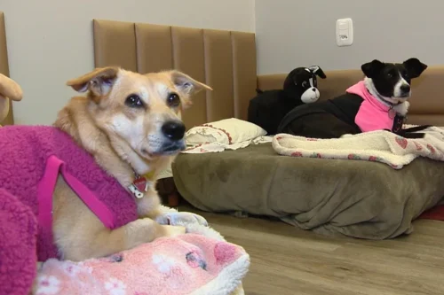 Saiba como Proteger os Pets no Inverno