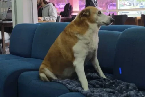 Silveira, cão que fez grande sucesso na internet, ganha lar após viver por anos na UFSM