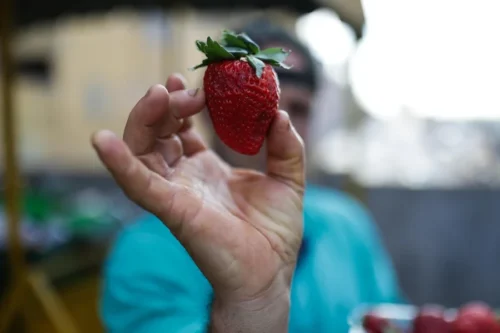 Febre do “morango do amor” aumenta procura e faz preço da fruta disparar na Ceasa, em Porto Alegre