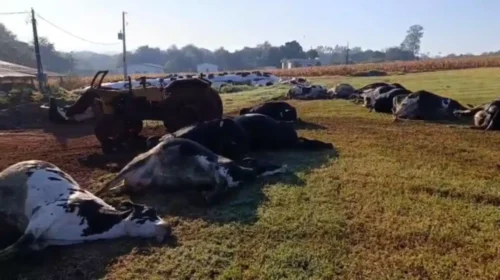 Descarga elétrica mata 32 vacas leiteiras no interior de Marechal Rondon
