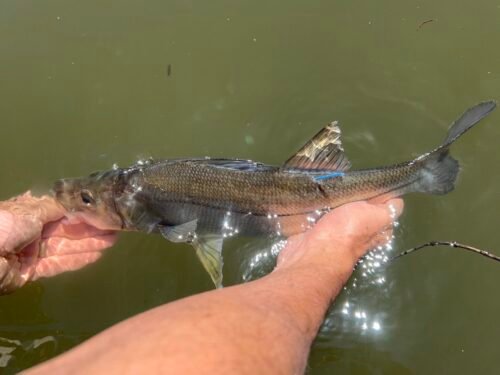 Pesquisadores marcam peixes e coletam dados científicos dos robalos em Torres