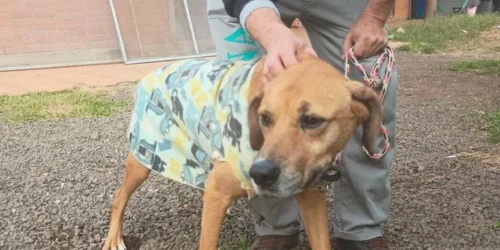 Abrigo de Canoas, criado para acolher animais das cheias, será fechado e 54 cães esperam por um lar