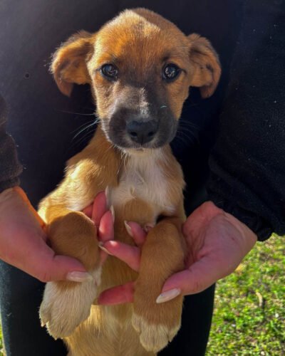 ADMINISTRAÇÃO MUNICIPAL OFERECE A CASTRAÇÃO GRATUITA DE CADELAS E GATAS EM OSÓRIO
