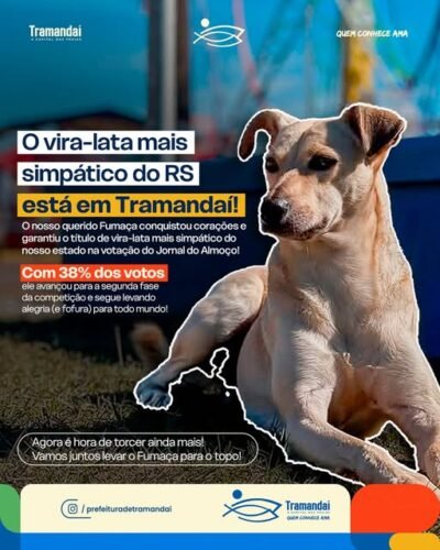 Fumaça leva Tramandaí ao topo na disputa de vira-lata mais simpático do RS!