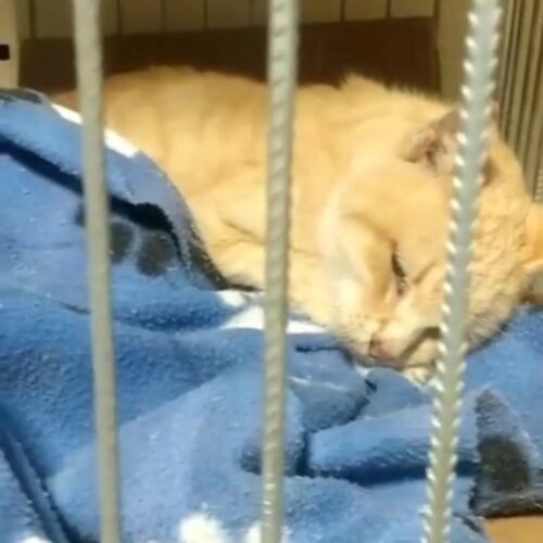 “Valente”, gato resgatado em Osório, infelizmente não resistiu