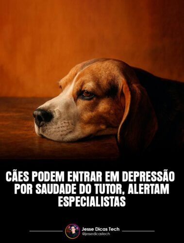 Cães podem entrar em Depressão por Saudade do Tutor, alertam Especialistas