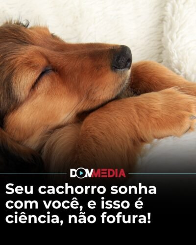 Seu cachorro sonha com você, e isso é ciência, não fofura!