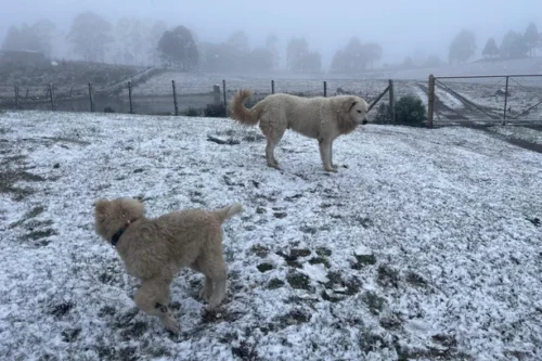 RS registra Neve e Sensação Térmica de -10ºC neste Sábado