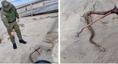 Cobra urutu-cruzeiro é capturada na orla de Imbé após ressaca provocada por ciclone