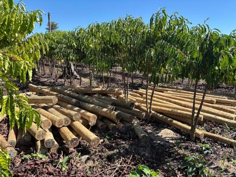 Fundo JBS pela Amazônia lança projeto que pode aumentar em 60% a renda de comunidades rurais 4 JBS Fundo JBS pela Amazonia Divulgacao JBS