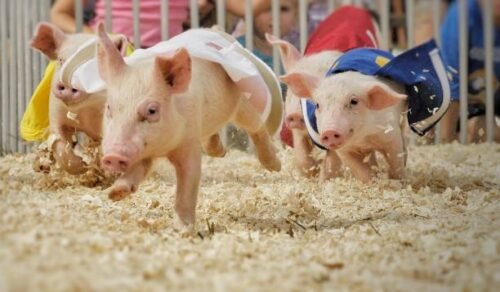 Justiça proíbe realização da 1ª Corrida do Porco em Balneário Pinhal