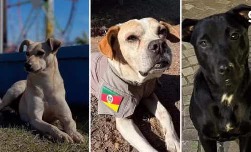 Saiba quem são os finalistas do concurso “Vira-Lata mais Simpático do RS”