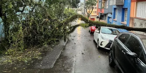 Temporal derruba árvore sobre dois carros no Centro Histórico de Porto Alegre