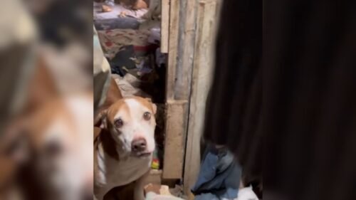 Cena de Terror: Freezer com cães mortos e 80 animais em situação cruel chocam policiais em SC