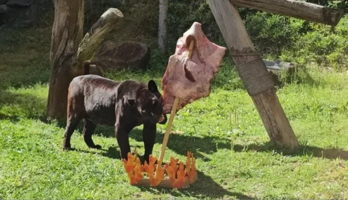 Dia do Gaúcho é sempre de comemoração em dose dupla no Gramadozoo