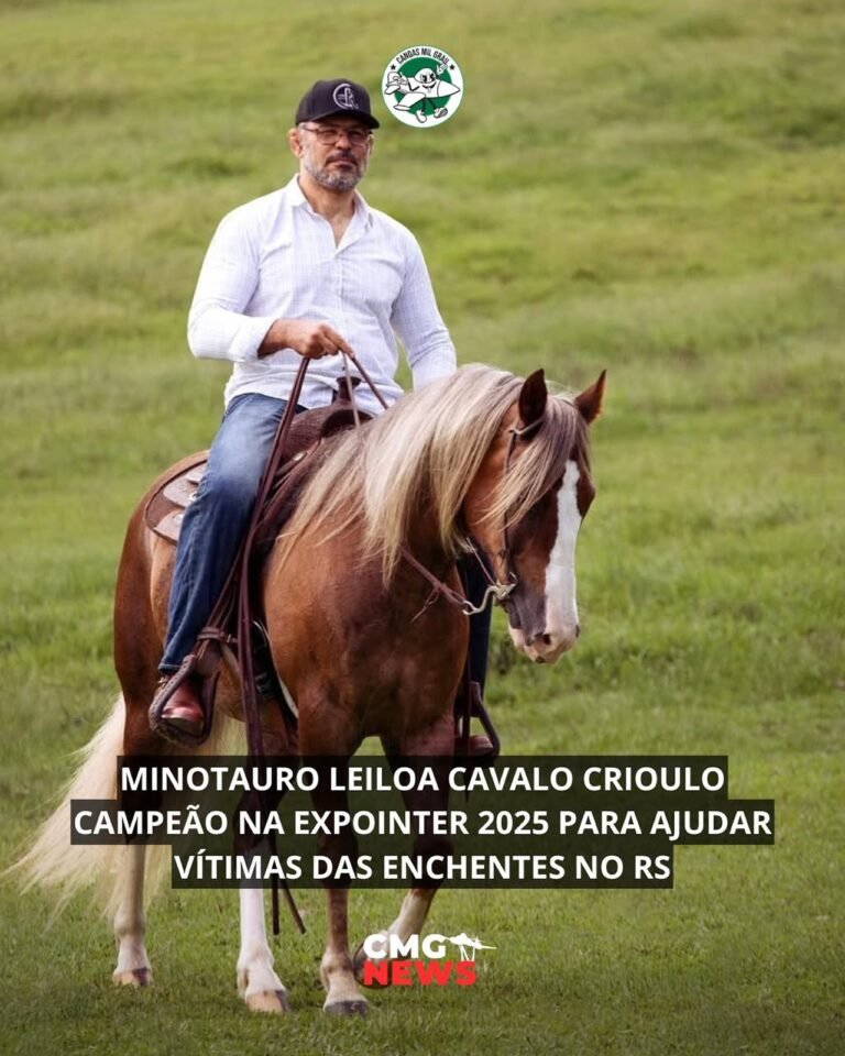 Minotauro Leiloa Cavalo Criolo Campeão na Expointer 2025 para ajudar Vítimas das Enchentes no RS 4 542977424 17970695732929884 3709547752991670988 n
