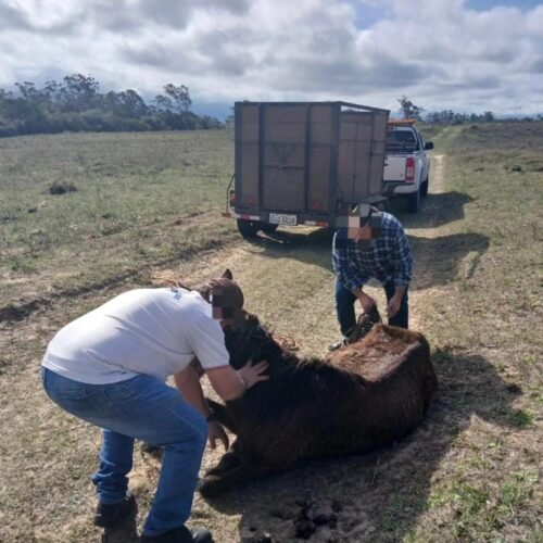 POLÍCIA CIVIL E DEPA SALVAM CAVALO EM SITUAÇÃO DE MAUS TRATOS EM OSÓRIO