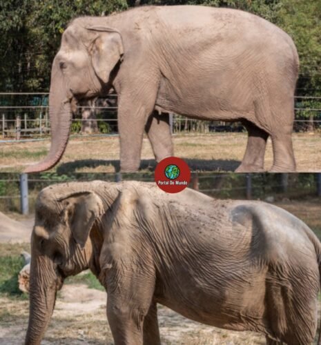 Pai Lin, uma elefanta símbolo vivo do sofrimento animal que se esconde por trás de uma atração turística
