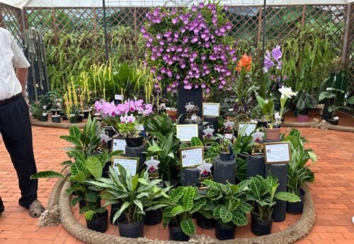 Festival das Flores da Primavera tem exposição de orquídeas, mercado de plantas e oficinas de cultivo gratuitas