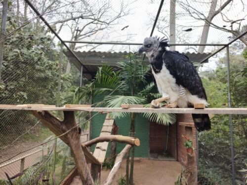 Parque Zoológico de Sapucaia do Sul recebe maior ave de rapina das Américas