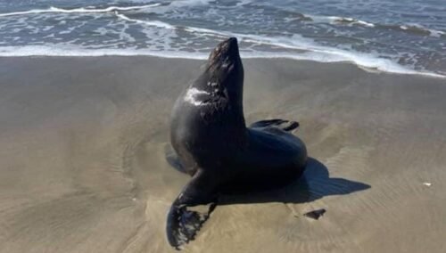 Lobos e leões marinhos visitam o Litoral Norte
