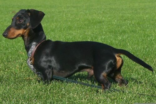 Saúde do cão exposta Os cães precisam de dietas diferentes idades