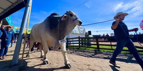 Animal mais pesado da Expointer 2025 é de raça zebuína e pesa 1.430 quilos