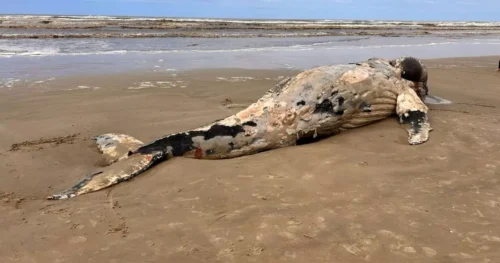 Baleia-jubarte é encontrada morta em praia de Santa Catarina
