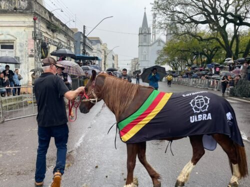 Caramelo no Desfile em Alegrete| Não é sobre cavalo, é sobre bravura e resistência