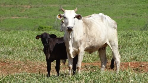 ‘Cowbot’: Ferramenta gratuita da JBS realiza mais de 30 mil análises socioambientais para apoiar pecuaristas em todo o país