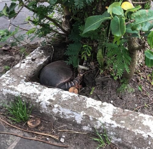 Tatu aparece em plena área central de Osório
