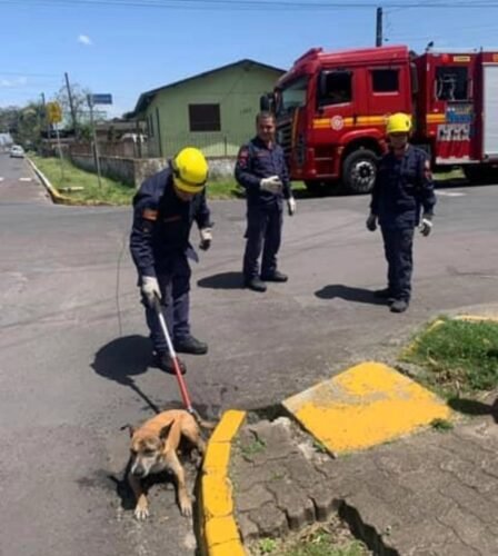 Bombeiros de Osório resgatam cachorro preso em boca de lobo no bairro Albatroz