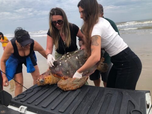 Tartaruga-cabeçuda é resgatada na praia de Mariluz