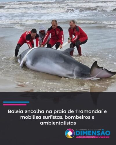 Baleia encalha na praia de Tramandaí e mobiliza surfistas, bombeiros e ambientalistas