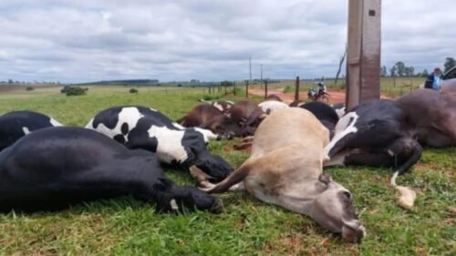 DESCARGA ELÉTRICA CAUSA MORTE DE 19 VACAS EM PROPRIEDADE RURAL NO PARANÁ