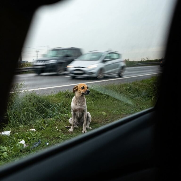 Era uma segunda-feira comum de agosto e ele ficou esperando durante 11 dias. 7 Era uma segunda-feira comum de agosto e ele ficou esperando durante 11 dias.