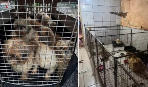 Cães com olhos perfurados e gatos com anemia: Veterinário é preso em criadouro clandestino de animais no RS