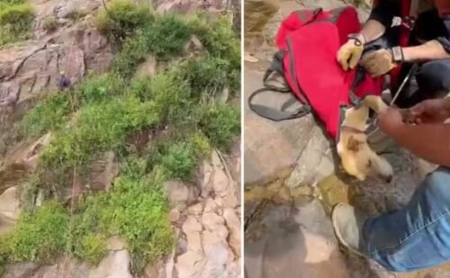 Cadela é resgatada por bombeiros após quatro dias presa em paredão de mata a 80 metros na Serra do RS