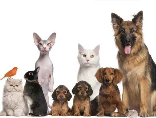 Dia Mundial dos Animais: 04 de Outubro