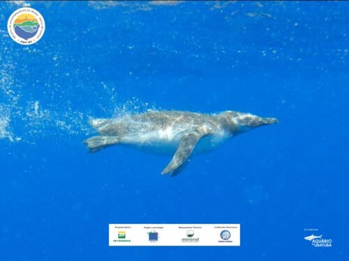 Instituto Argonauta realiza com sucesso a soltura de 17 pinguins reabilitados